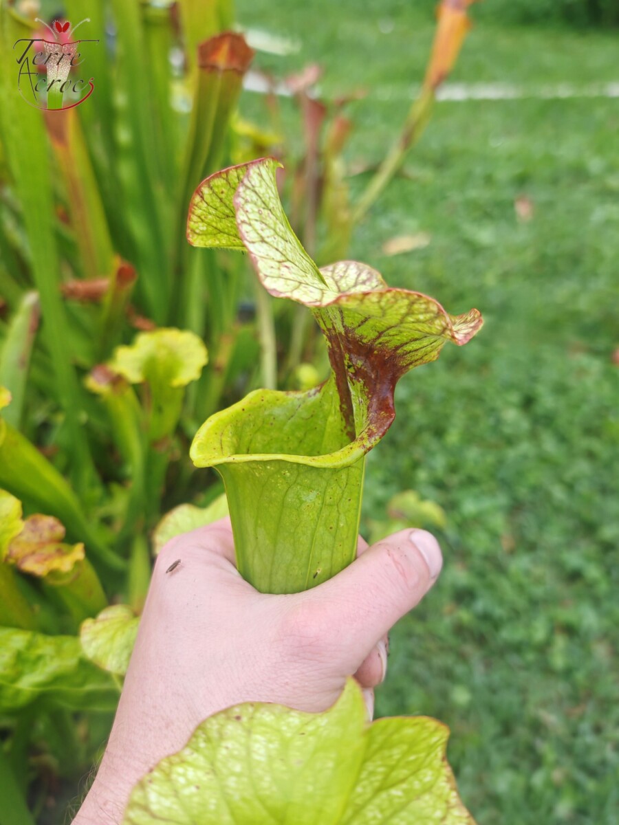 Sarracenia x (S. X moorei 'Leah Wilkerson' x S. X 'French Kiss') (U08-01) – Image 5