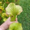 Sarracenia x (S. X moorei 'Leah Wilkerson' x S. X 'French Kiss') (U08-01) – Image 6