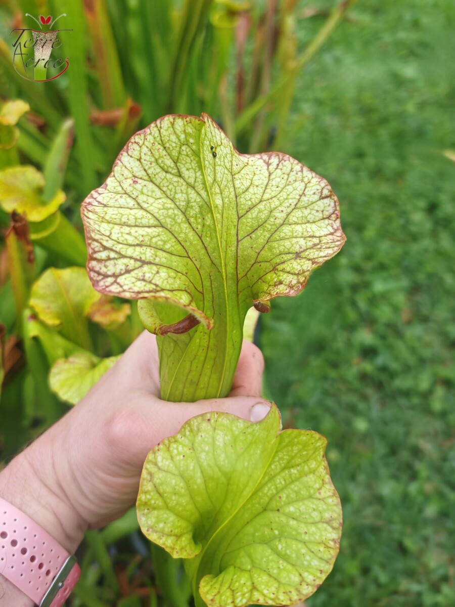 Sarracenia x (S. X moorei 'Leah Wilkerson' x S. X 'French Kiss') (U08-01) – Image 6