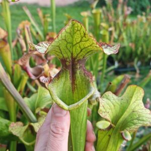 Sarracenia x (S. X moorei 'Leah Wilkerson' x S. X 'French Kiss') (U08-01)