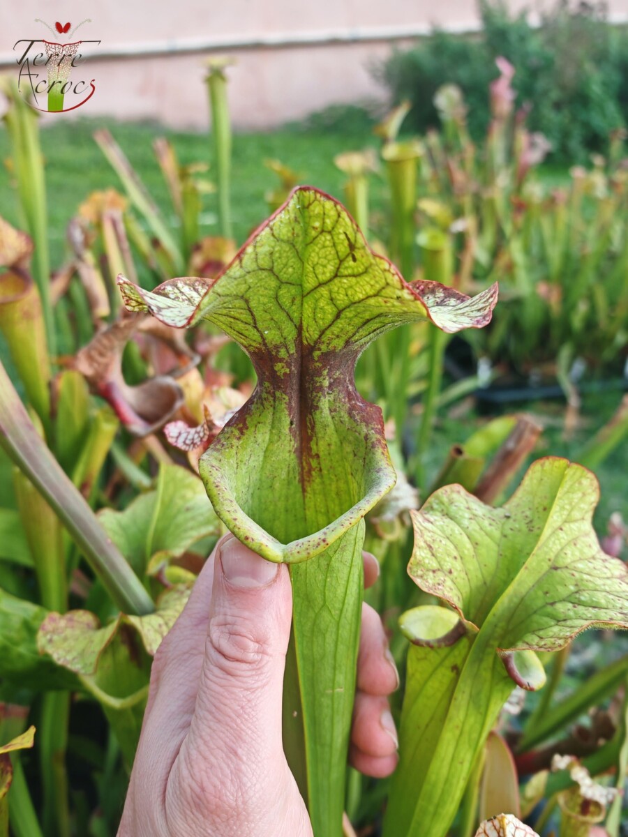 Sarracenia x (S. X moorei 'Leah Wilkerson' x S. X 'French Kiss') (U08-01)