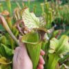 Sarracenia x (S. X moorei 'Leah Wilkerson' x S. X 'French Kiss') (U08-01) – Image 2