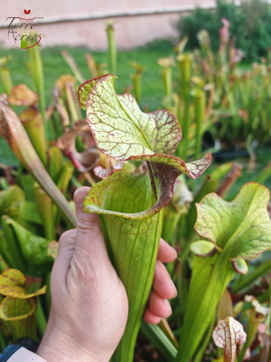 Sarracenia x (S. X moorei 'Leah Wilkerson' x S. X 'French Kiss') (U08-01) – Image 2