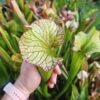 Sarracenia x (S. X moorei 'Leah Wilkerson' x S. X 'French Kiss') (U08-01) – Image 3
