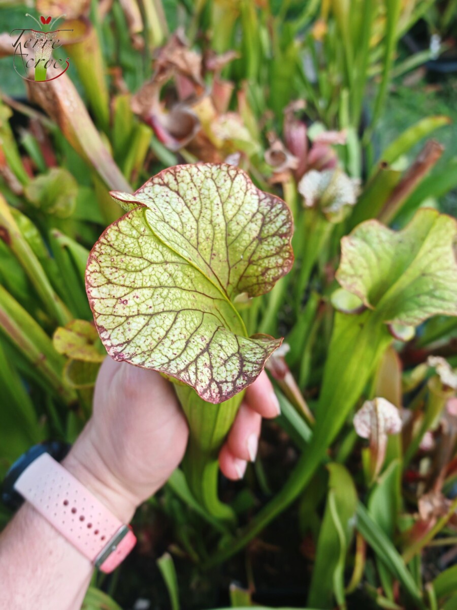 Sarracenia x (S. X moorei 'Leah Wilkerson' x S. X 'French Kiss') (U08-01) – Image 3