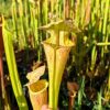 Sarracenia x ((S. leucophylla x S. oreophila) x S. leucophylla) – Image 2