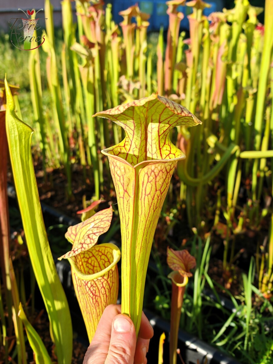 Sarracenia x ((S. leucophylla x S. oreophila) x S. leucophylla) – Image 2