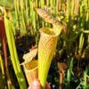 Sarracenia x ((S. leucophylla x S. oreophila) x S. leucophylla) – Image 3
