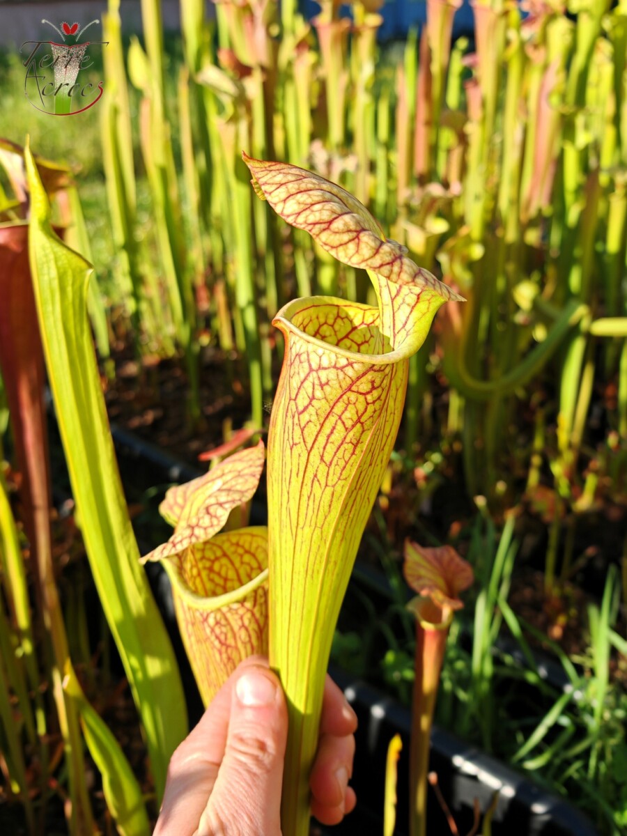 Sarracenia x ((S. leucophylla x S. oreophila) x S. leucophylla) – Image 3