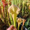 Sarracenia x ((S. leucophylla x S. oreophila) x S. leucophylla) – Image 4