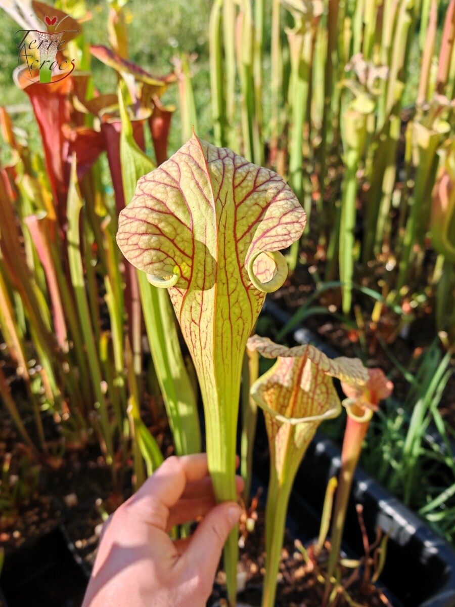 Sarracenia x ((S. leucophylla x S. oreophila) x S. leucophylla) – Image 4