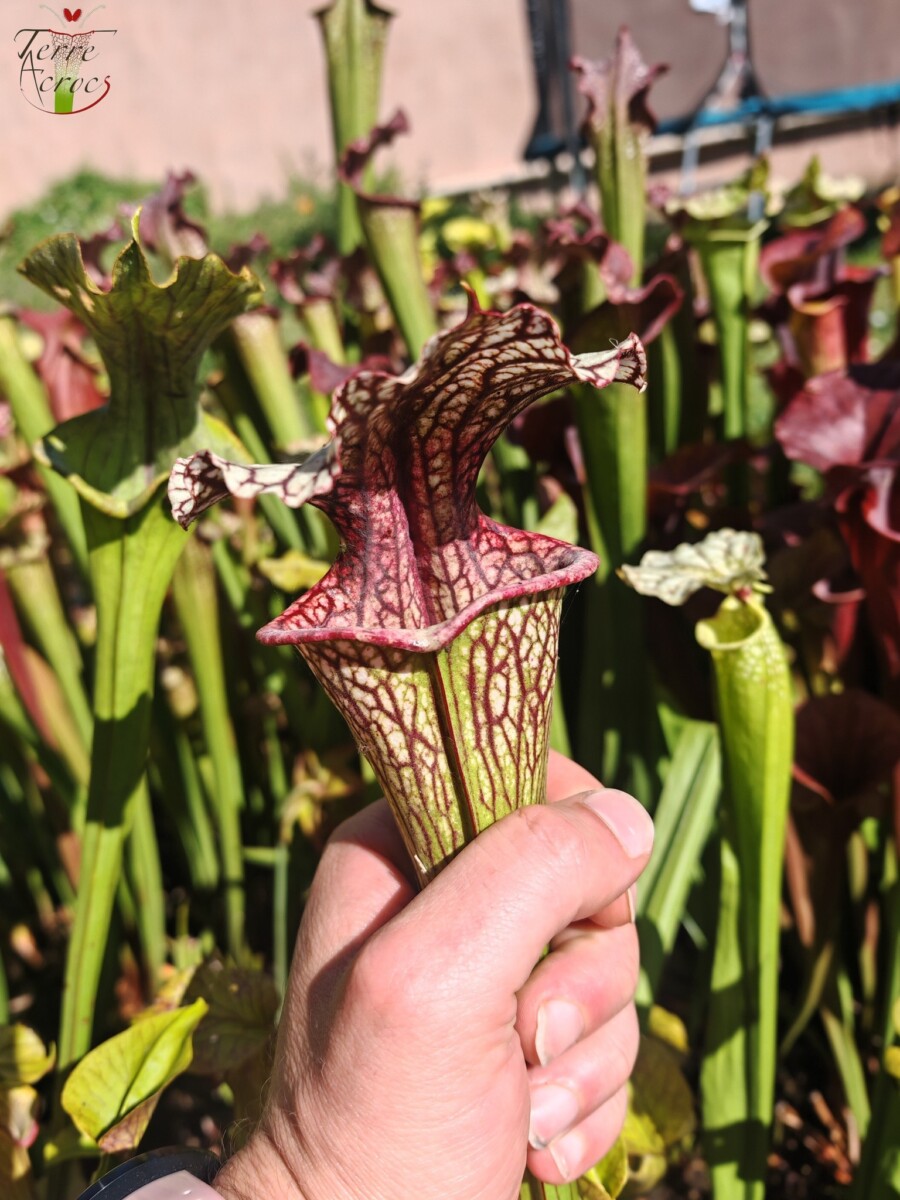 Sarracenia x ((S. leucophylla x S. oreophila) x S. leucophylla)