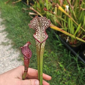 Sarracenia hybride unique U07