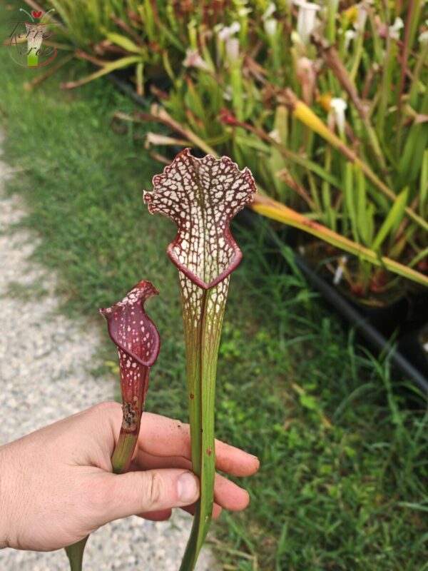 Sarracenia hybride unique U07