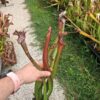 Sarracenia hybride unique U07 – Image 2