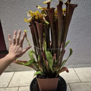Sarracenia Flava var. Rubricorpora