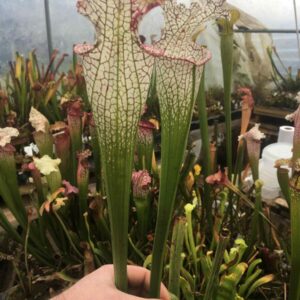 Sarracenia Leucophylla Mont Blanc taille L