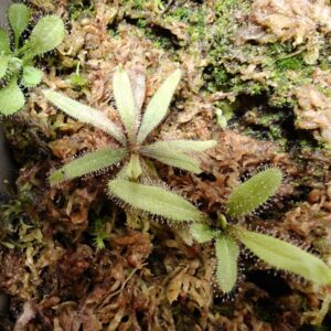 Drosera Adelae