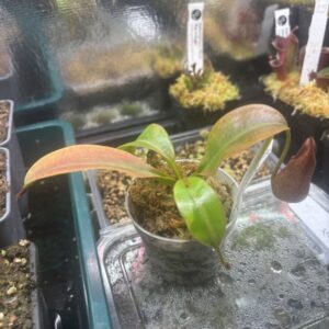 Nepenthes Petiolata