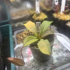 Nepenthes x Sam