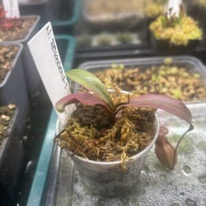 Nepenthes Bokorensis