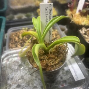 Nepenthes Talagensis x Spathulata