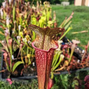 Sarracenia hybride unique LBOB03