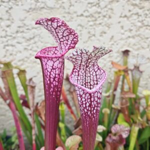 Sarracenia leucophylla -- (burgundy) Dark Pink Lip