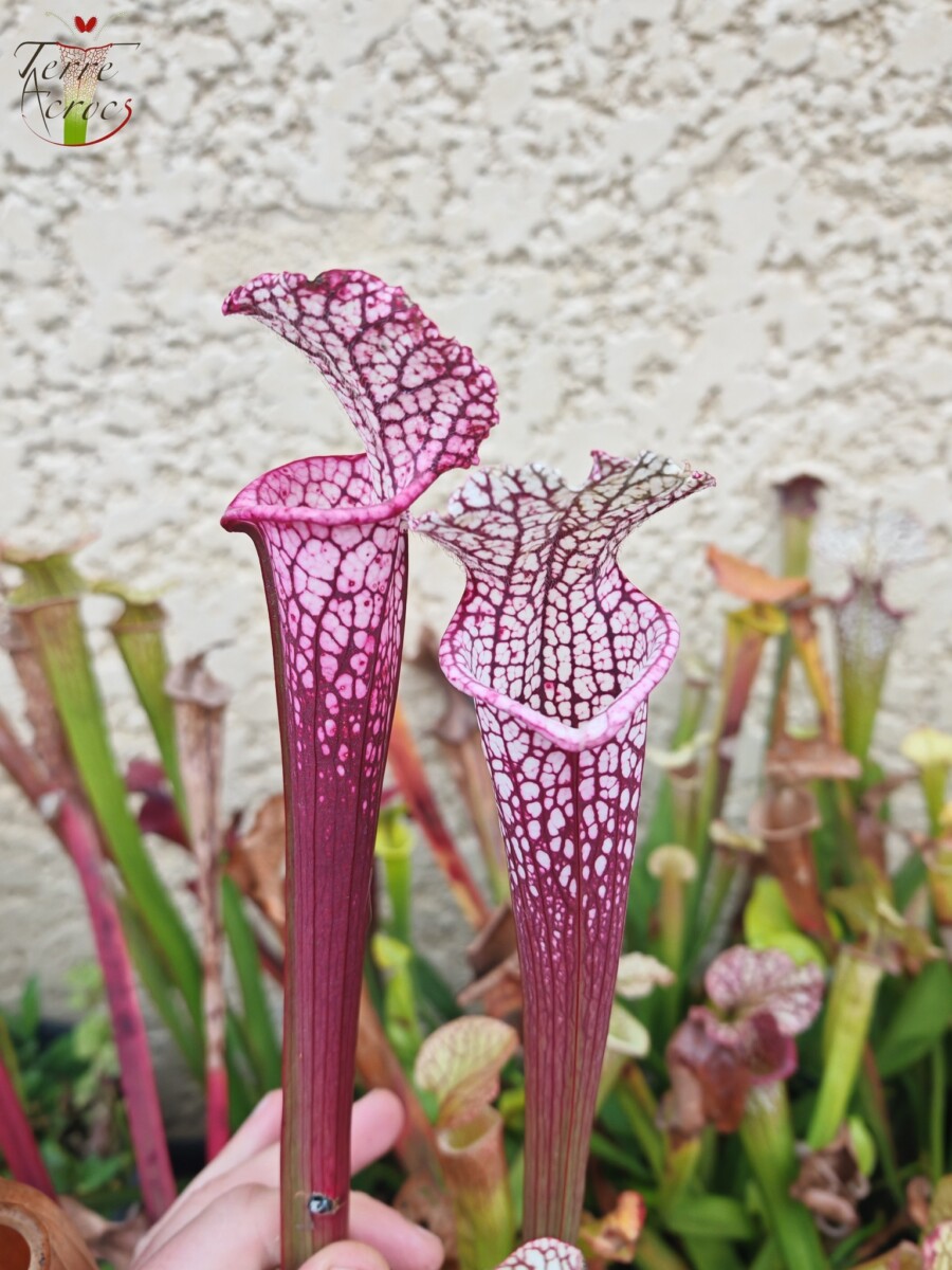 Sarracenia leucophylla -- (burgundy) Dark Pink Lip