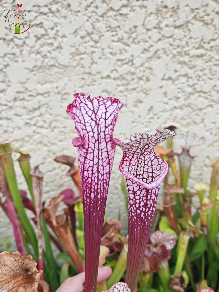 Sarracenia leucophylla -- (burgundy) Dark Pink Lip – Image 2