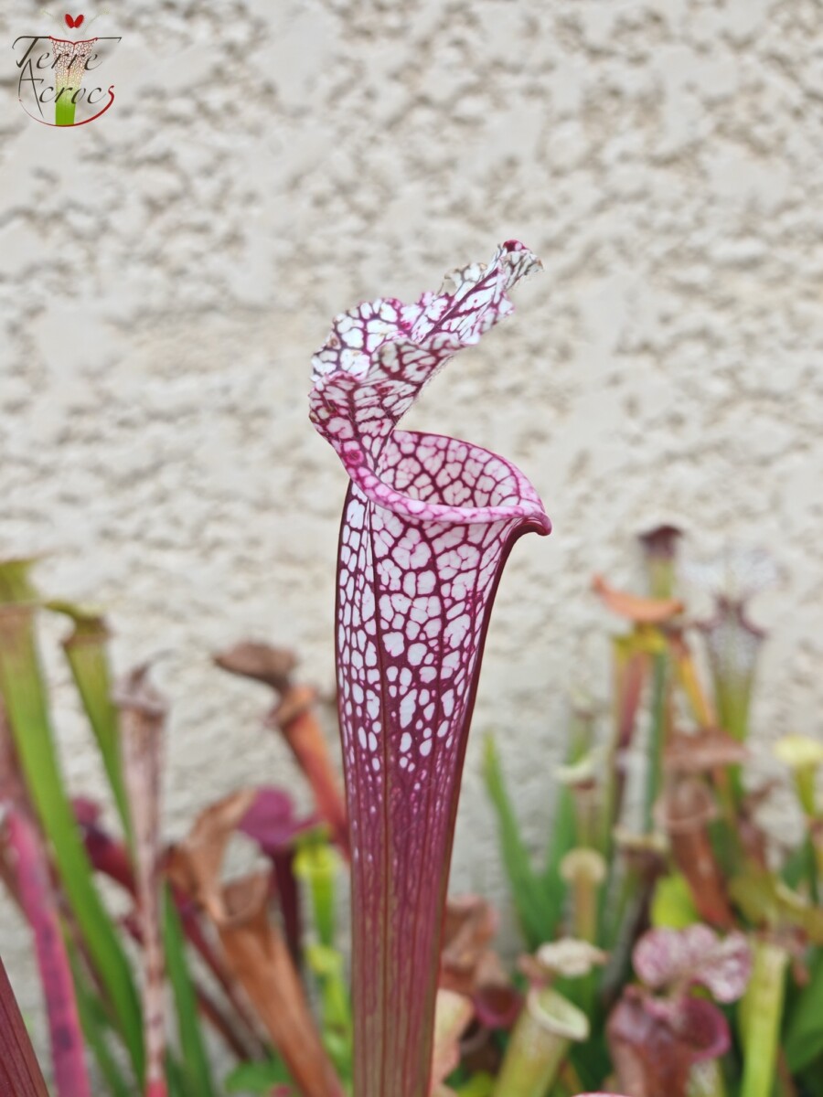 Sarracenia leucophylla -- (burgundy) Dark Pink Lip – Image 3