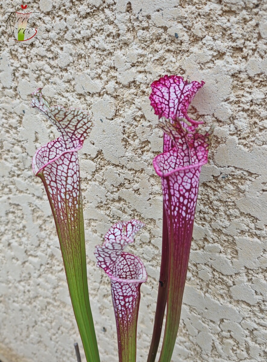 Sarracenia leucophylla -- (burgundy) Dark Pink Lip – Image 4