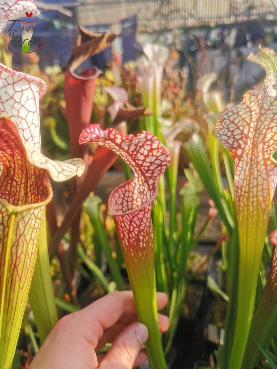 Sarracenia leucophylla -- (burgundy) Dark Pink Lip – Image 8