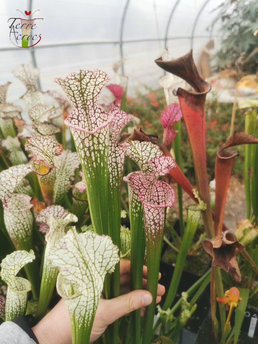 Sarracenia leucophylla -- (burgundy) Dark Pink Lip – Image 7