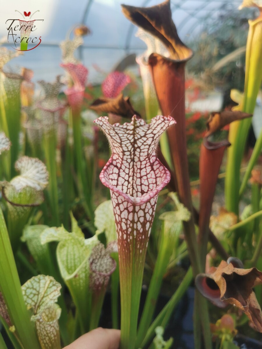 Sarracenia leucophylla -- (burgundy) Dark Pink Lip – Image 6