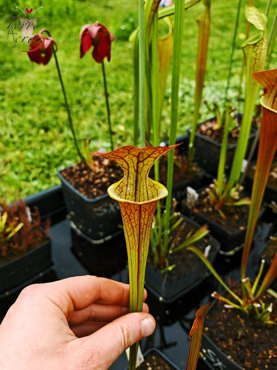 Sarracenia x (cuprea -- very large form, (F153, MK) x 'Adrian Slack')(clone a) – Image 4