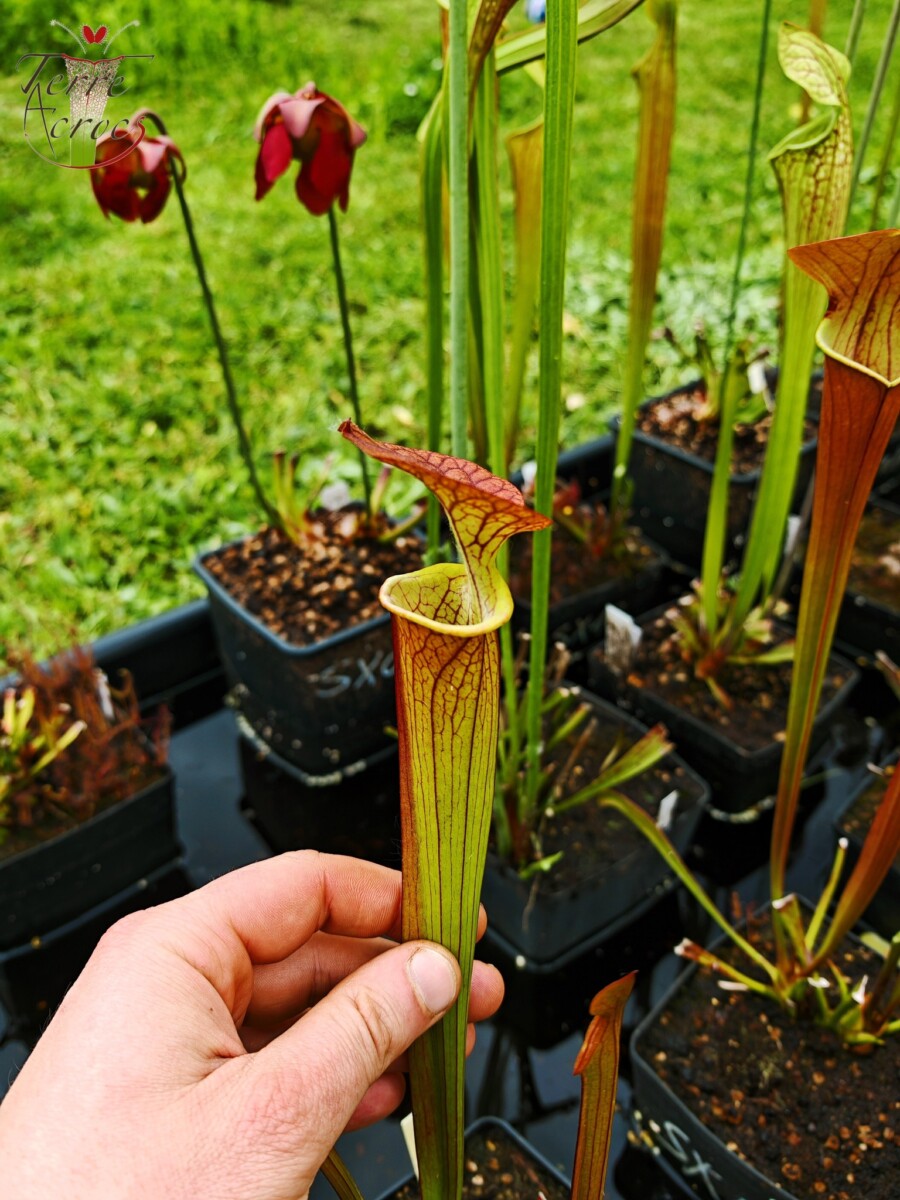 Sarracenia x (cuprea -- very large form, (F153, MK) x 'Adrian Slack')(clone a) – Image 5