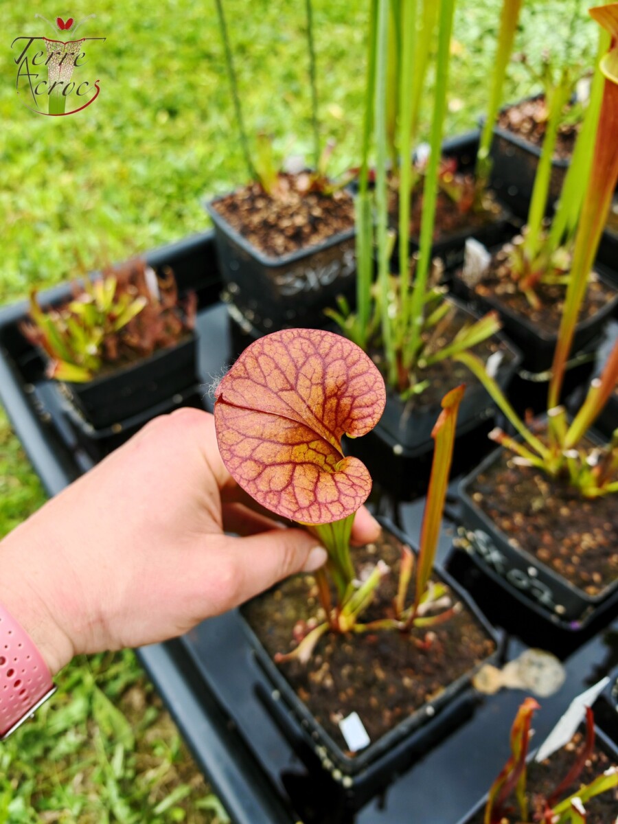 Sarracenia x (cuprea -- very large form, (F153, MK) x 'Adrian Slack')(clone a) – Image 6