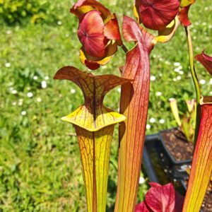 Sarracenia x (cuprea -- very large form, (F153, MK) x 'Adrian Slack')(clone a)