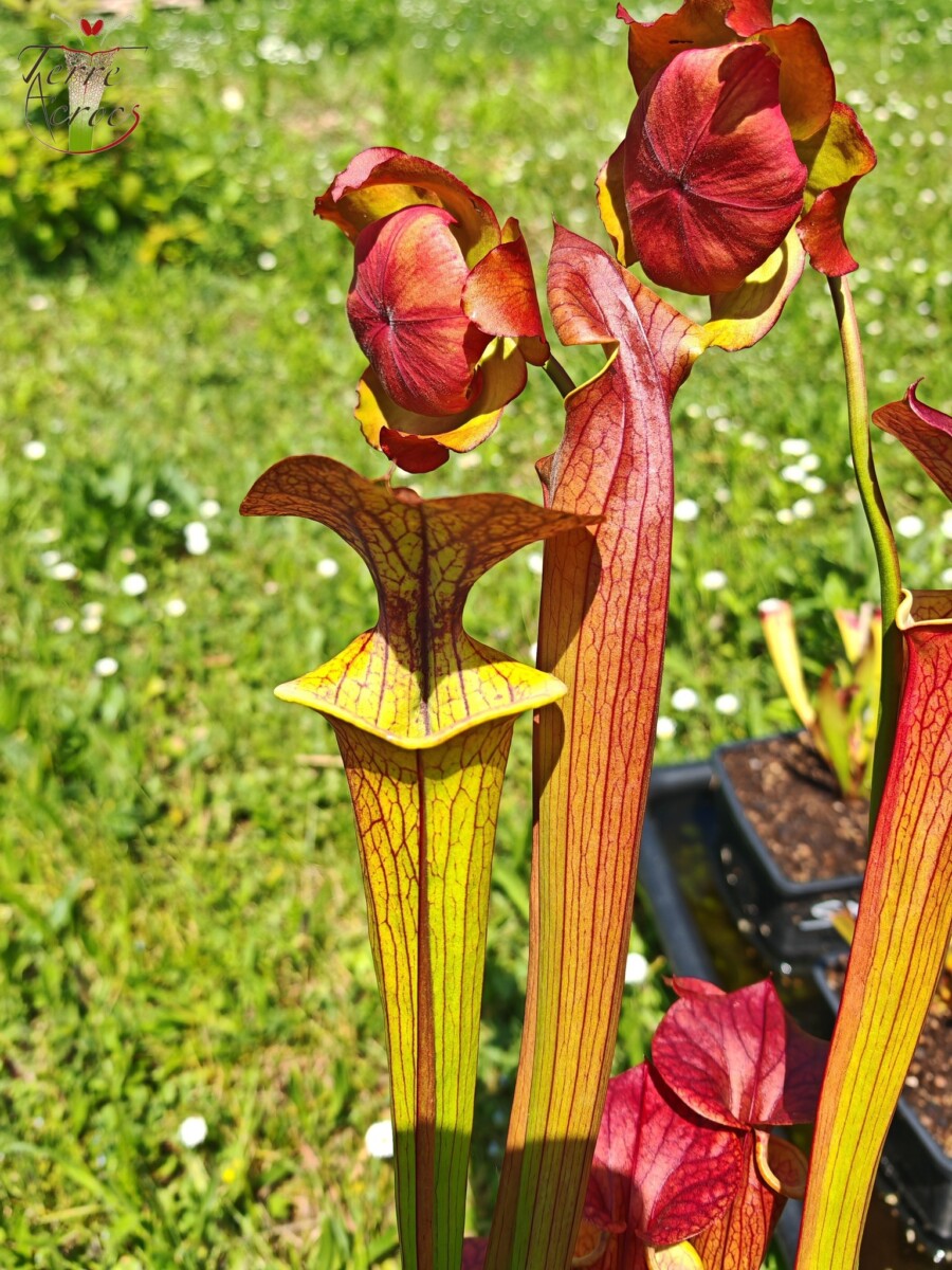 Sarracenia x (cuprea -- very large form, (F153, MK) x 'Adrian Slack')(clone a)