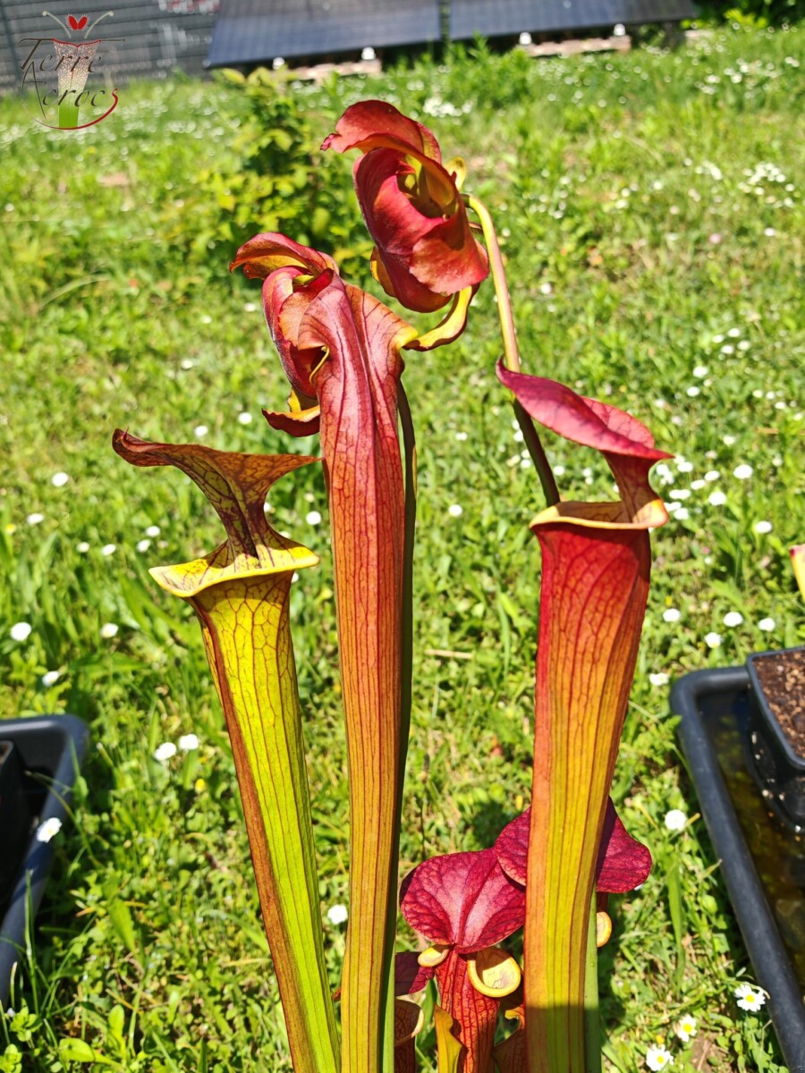 Sarracenia x (cuprea -- very large form, (F153, MK) x 'Adrian Slack')(clone a) – Image 2