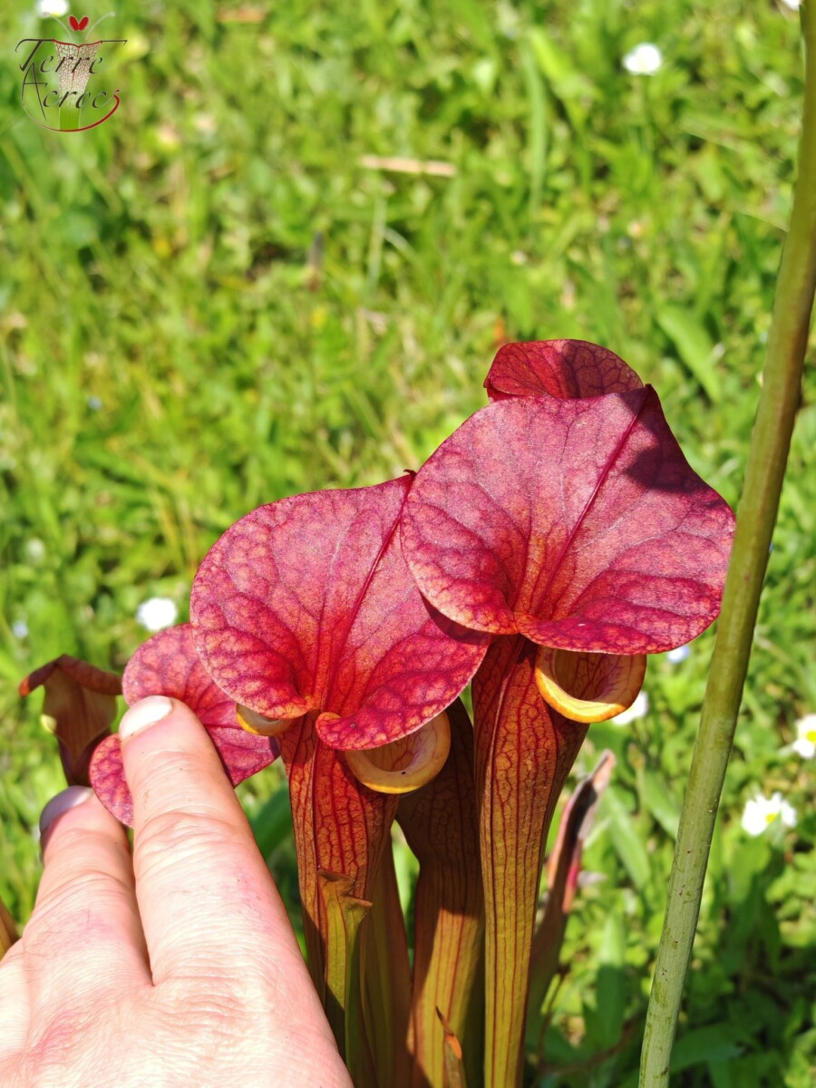 Sarracenia x (cuprea -- very large form, (F153, MK) x 'Adrian Slack')(clone a) – Image 3