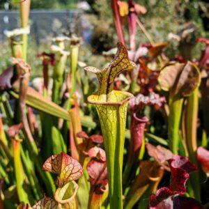 Sarracenia x (cuprea -- very large form, (F153, MK) x 'Adrian Slack')(clone b)