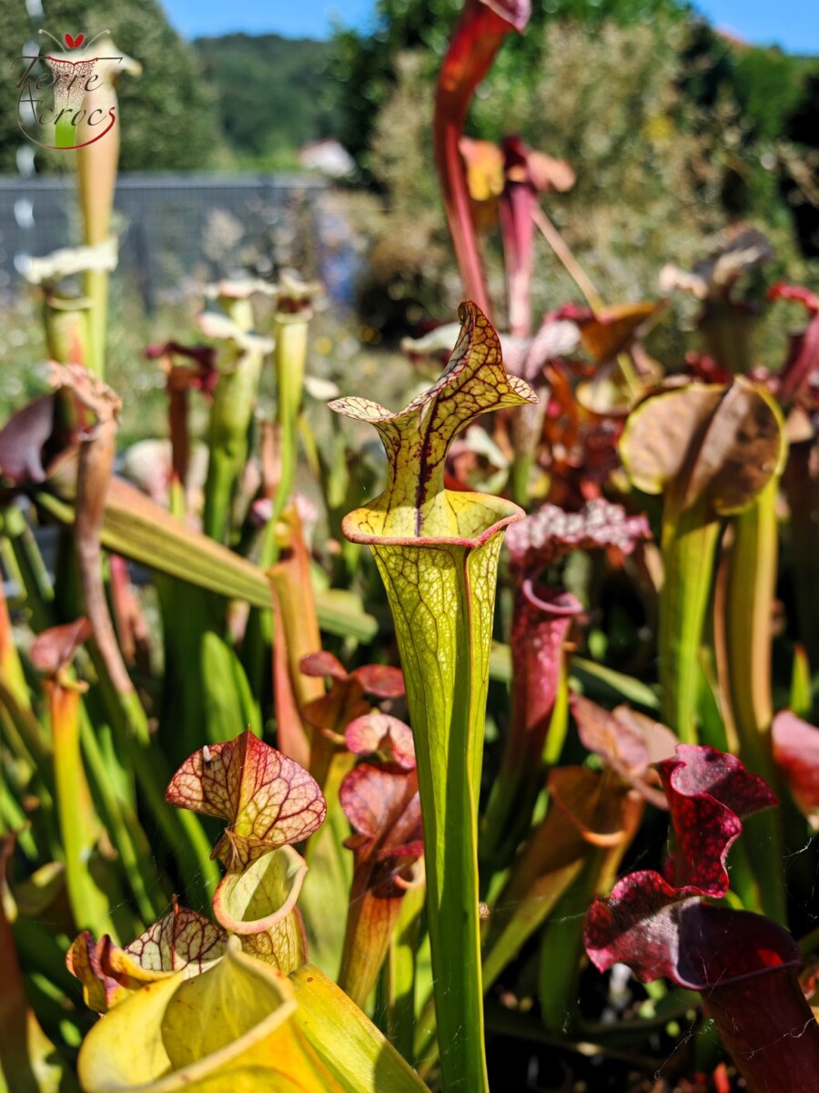 Sarracenia x (cuprea -- very large form, (F153, MK) x 'Adrian Slack')(clone b)