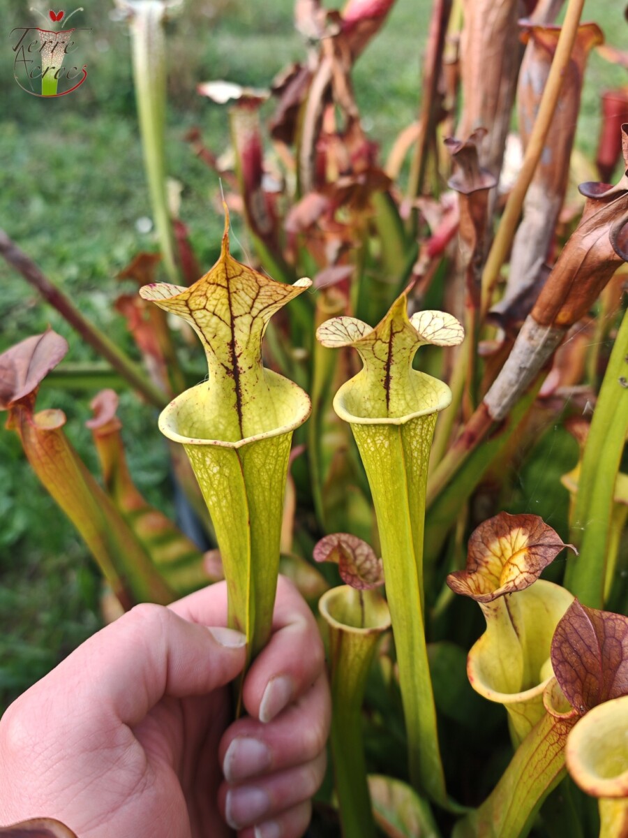 Sarracenia x (cuprea -- very large form, (F153, MK) x 'Adrian Slack')(clone b) – Image 2