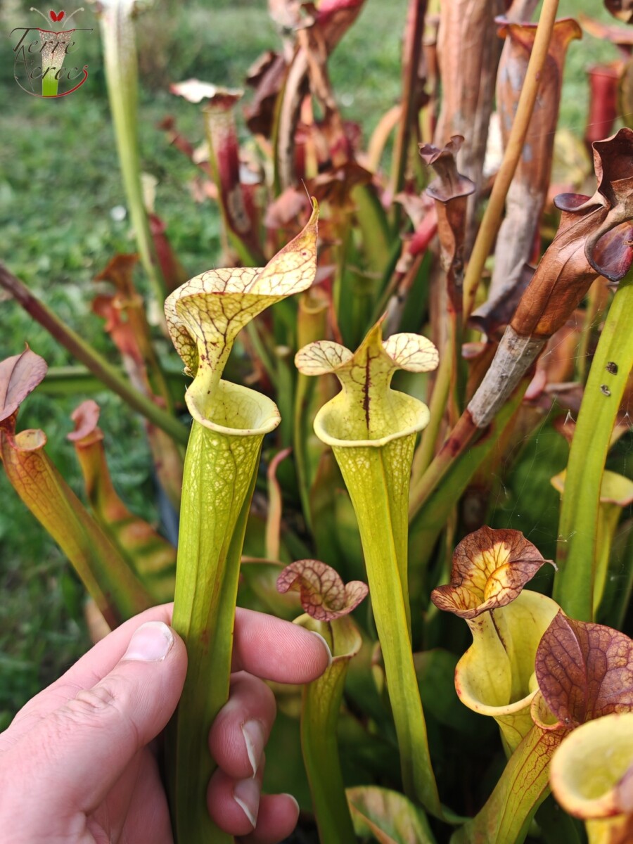 Sarracenia x (cuprea -- very large form, (F153, MK) x 'Adrian Slack')(clone b) – Image 3