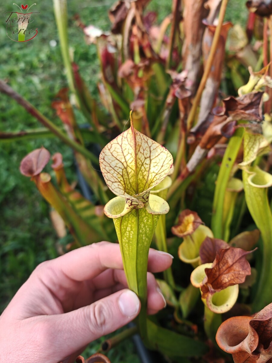 Sarracenia x (cuprea -- very large form, (F153, MK) x 'Adrian Slack')(clone b) – Image 4