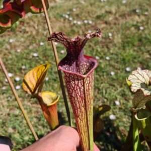 Sarracenia -- "Crimson Queen" (H138, MK)