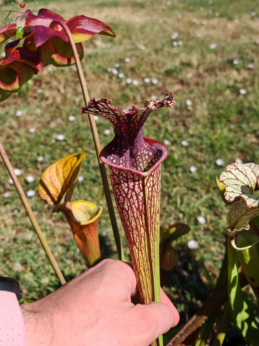 Sarracenia -- "Crimson Queen" (H138, MK)