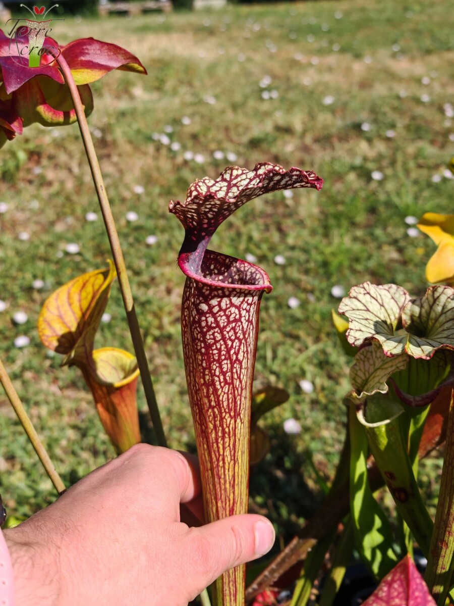 Sarracenia -- "Crimson Queen" (H138, MK) – Image 2